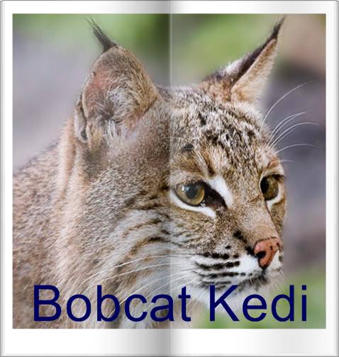 bobcat